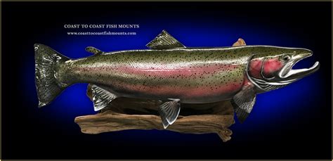 fish mount replicas